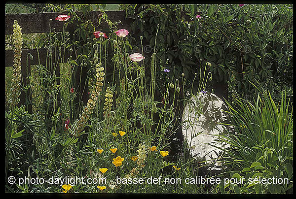 jardin - garden